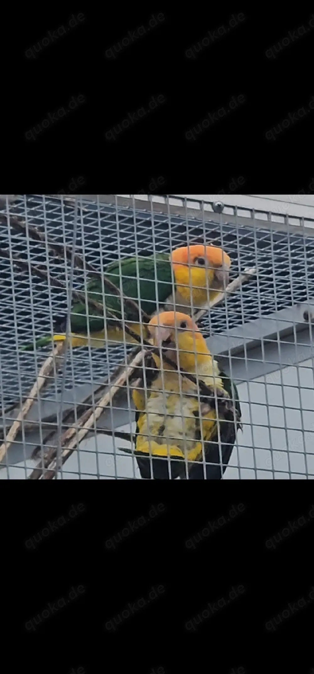 1.1 Rostkappenpapageien blutsfremd 