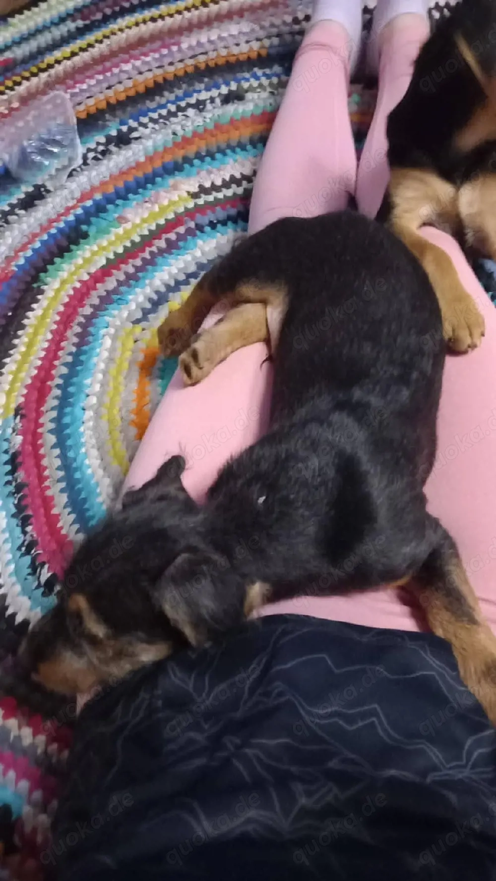     Susi sucht ihre Familie    