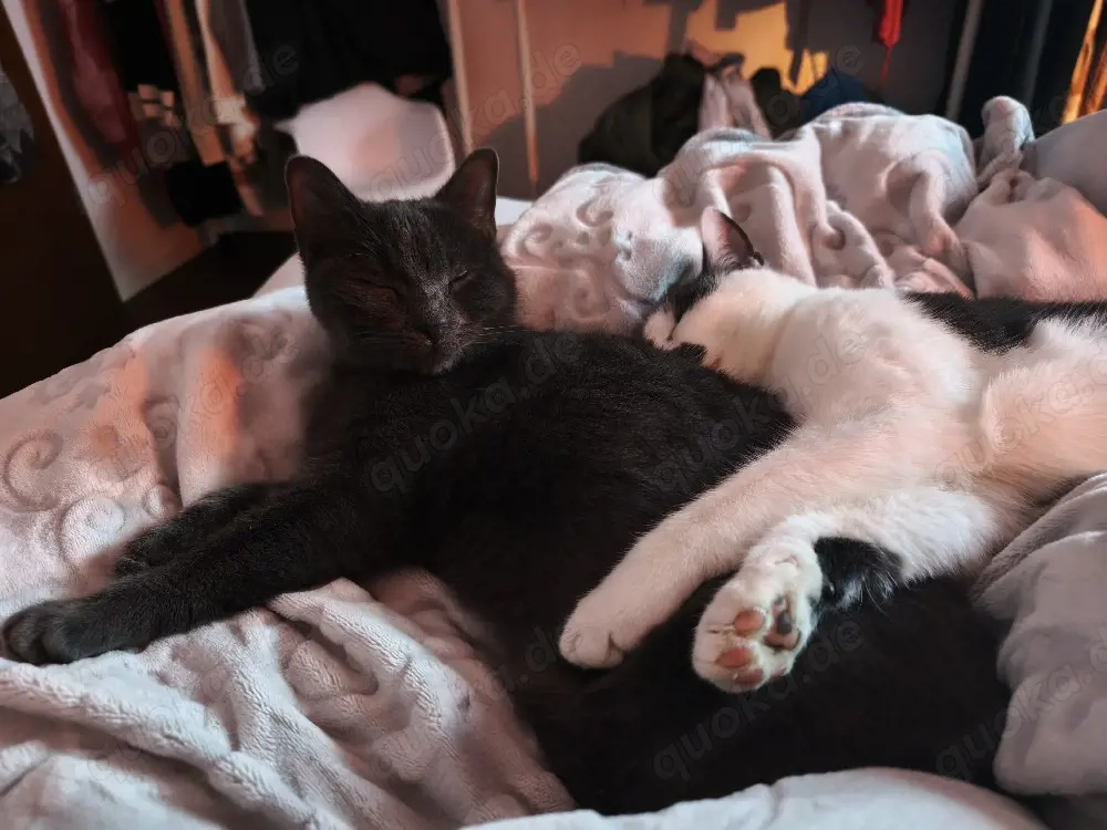 Zwei liebenswerte Kater suchen ein zu Hause 