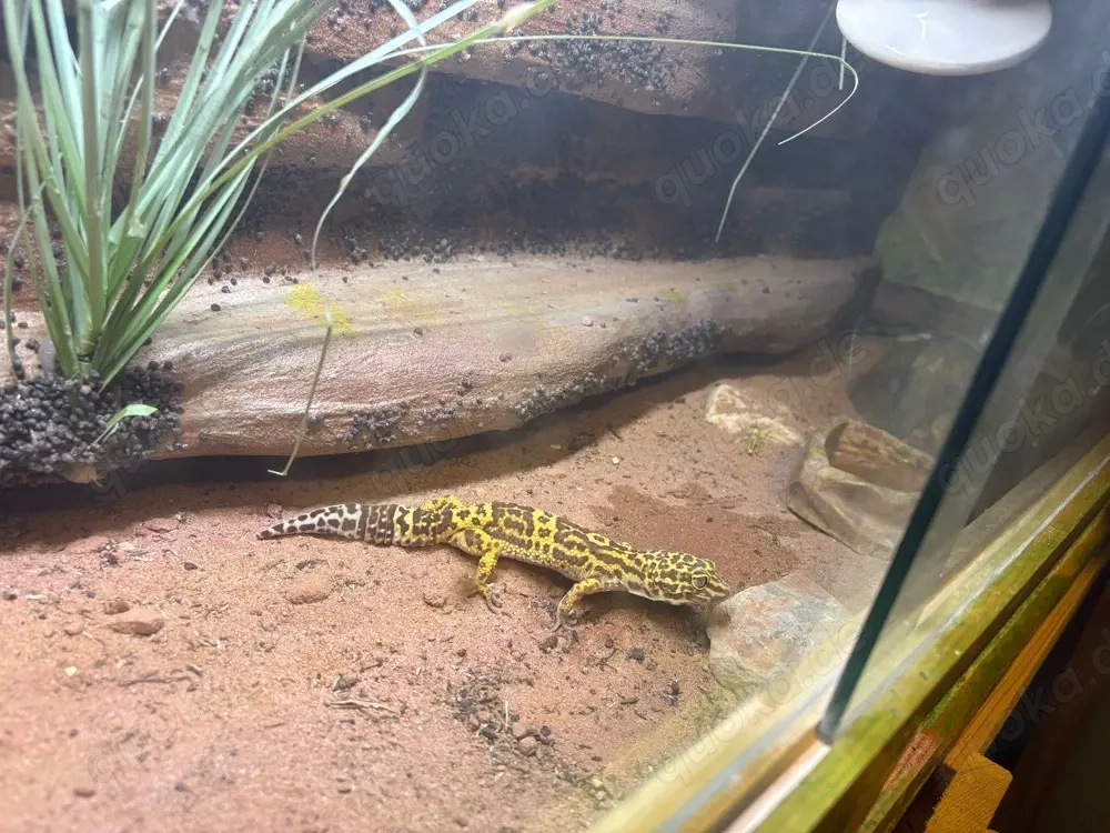 Biete Leopardgeckos mit terrarium 