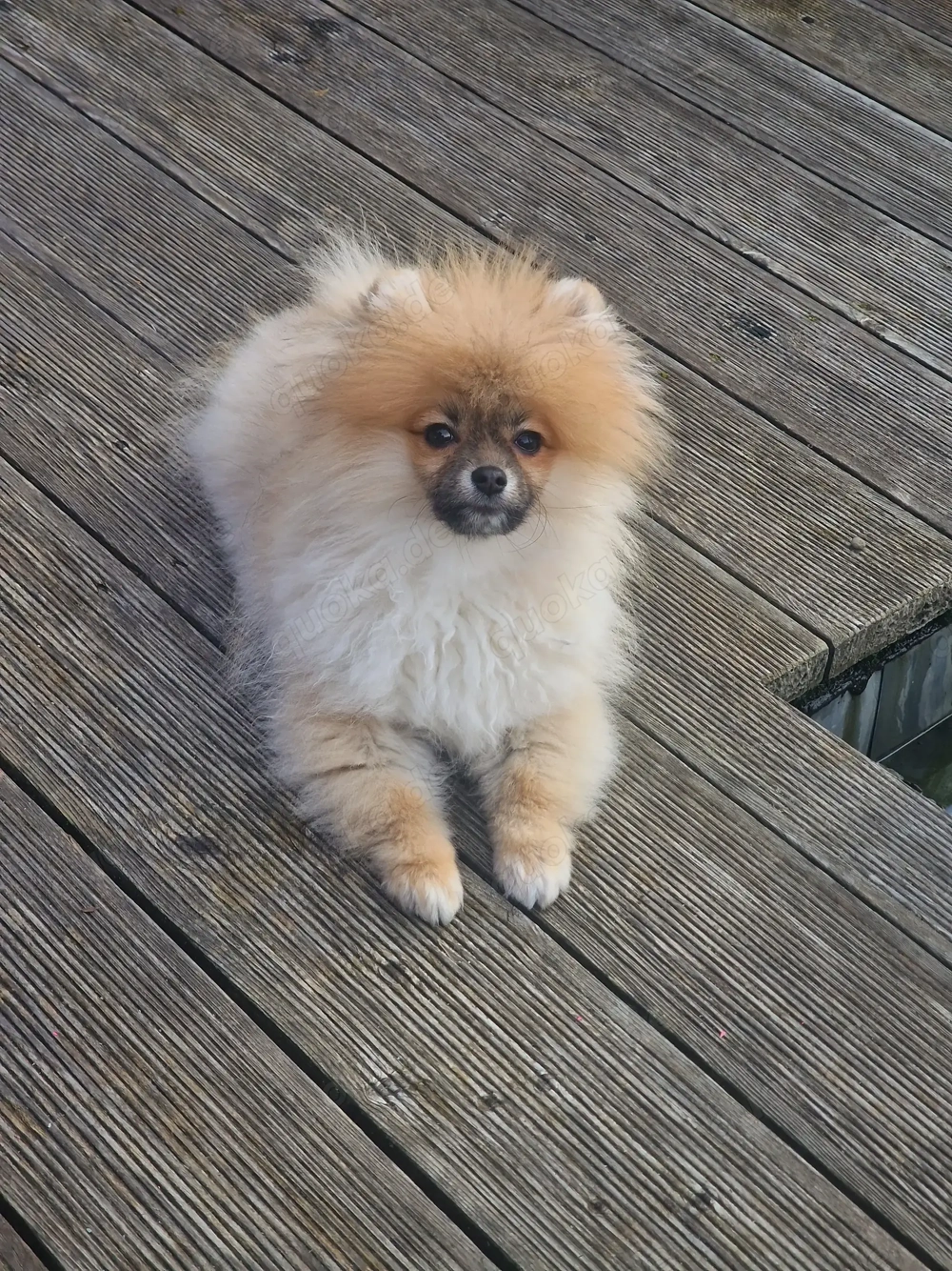 Zoe sucht eine Familie