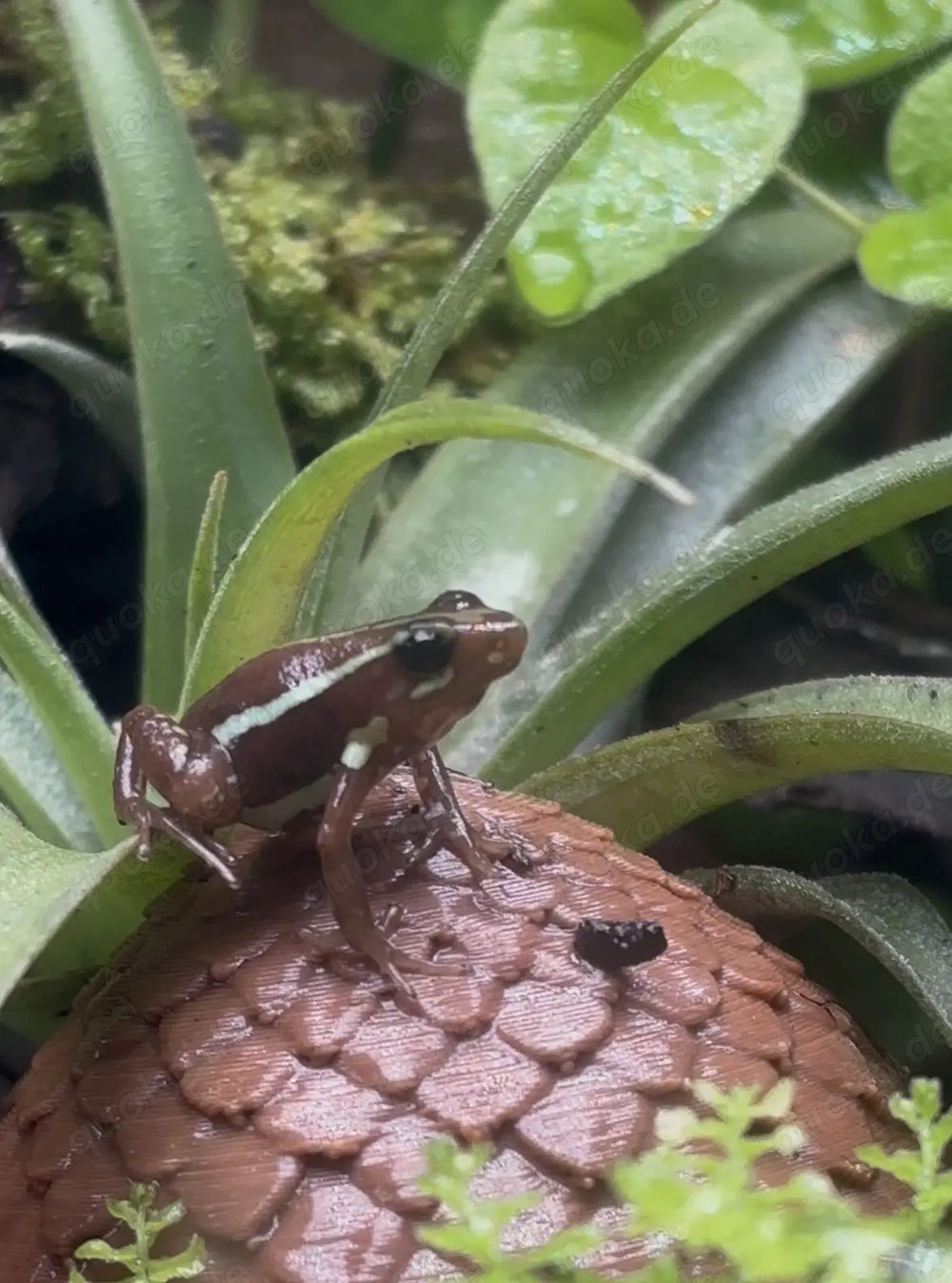 Suche Epipedobates anthonyi Weibchen  