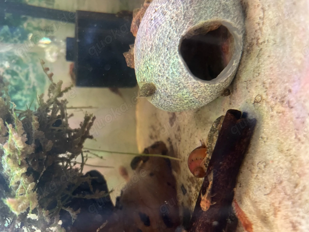 Antennenwelse Ancistrus