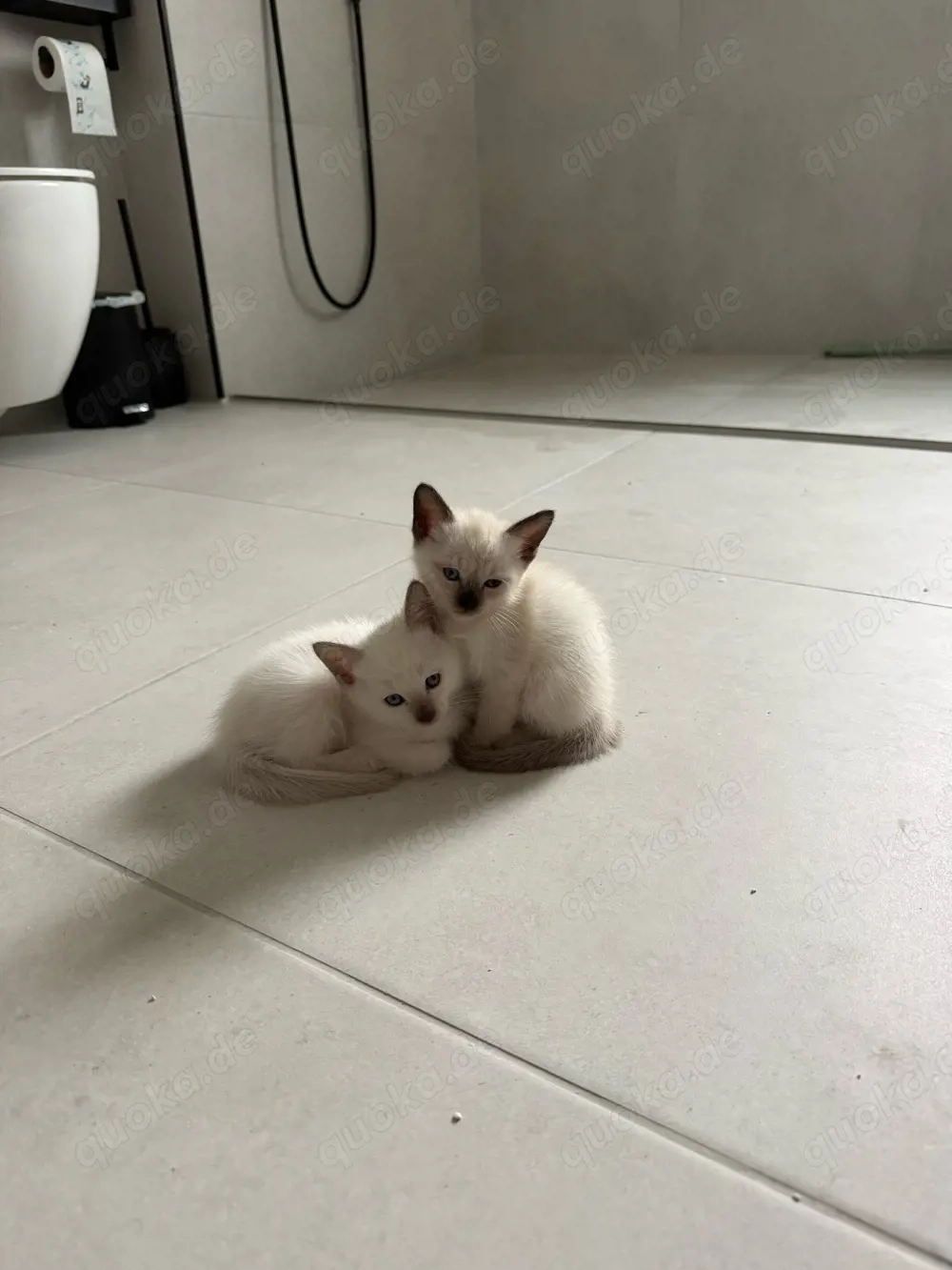 Siam Kitten ab 12.04. abgabebereit