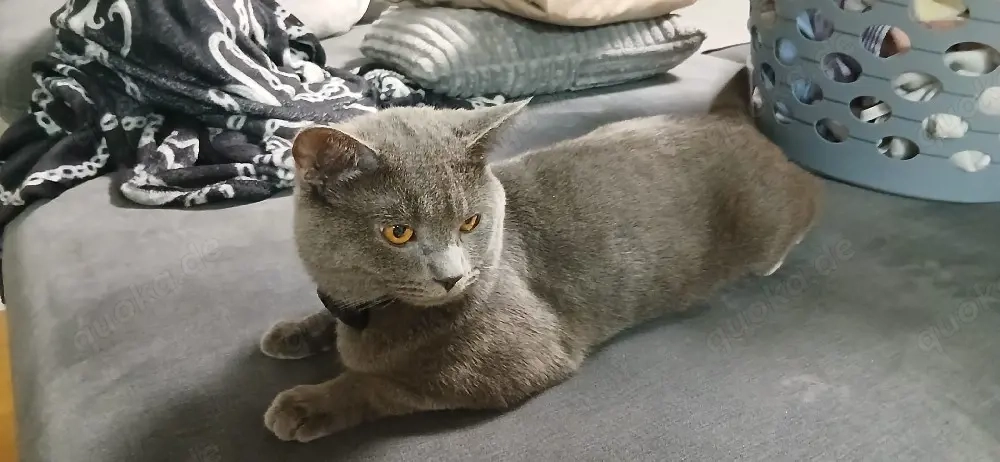 Kater sucht ein neues Zu Hause