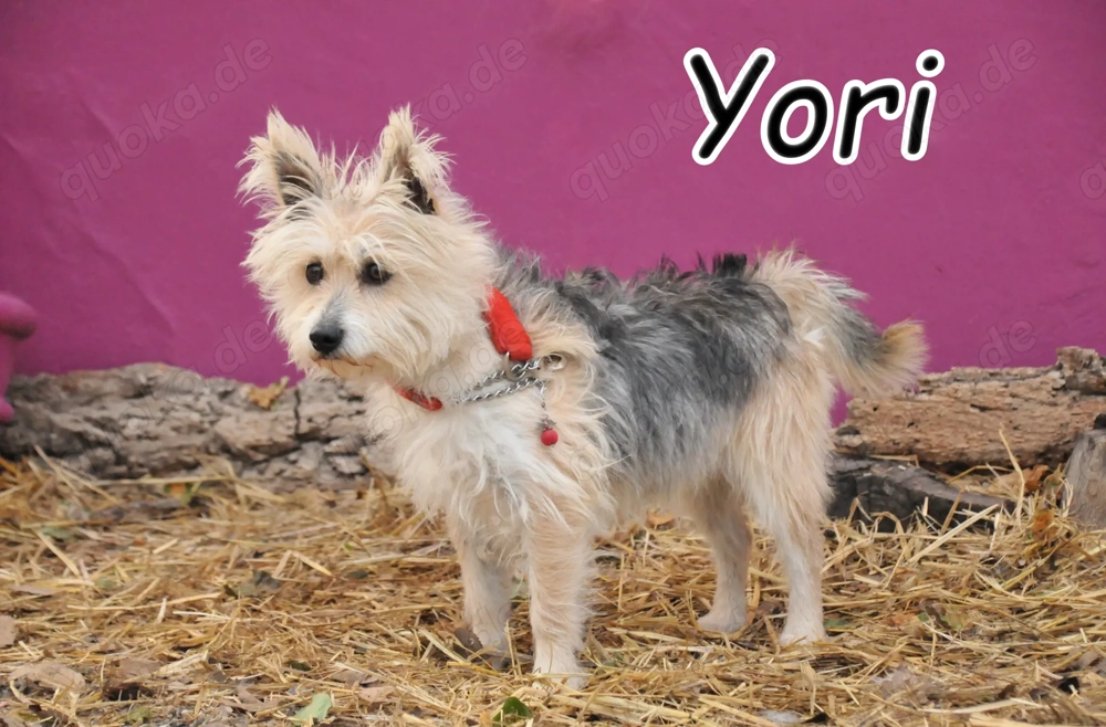 Wer schenkt diesem tapferen kleinen Schatz Zeit???