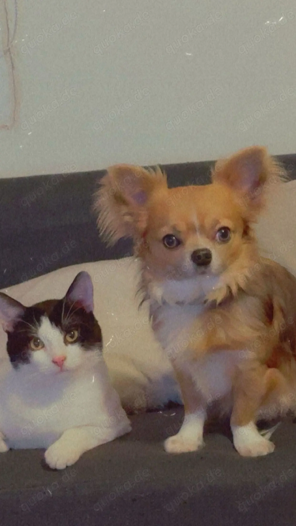 Lieber  Hund sucht zuhause