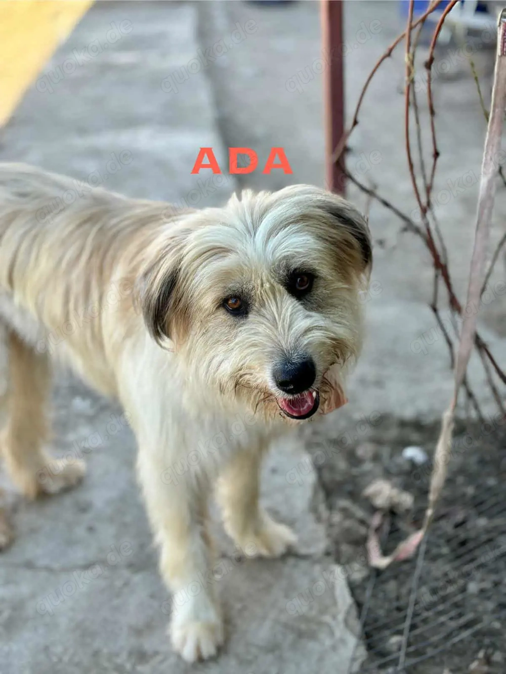 Ada sucht ein tolles Zuhause!