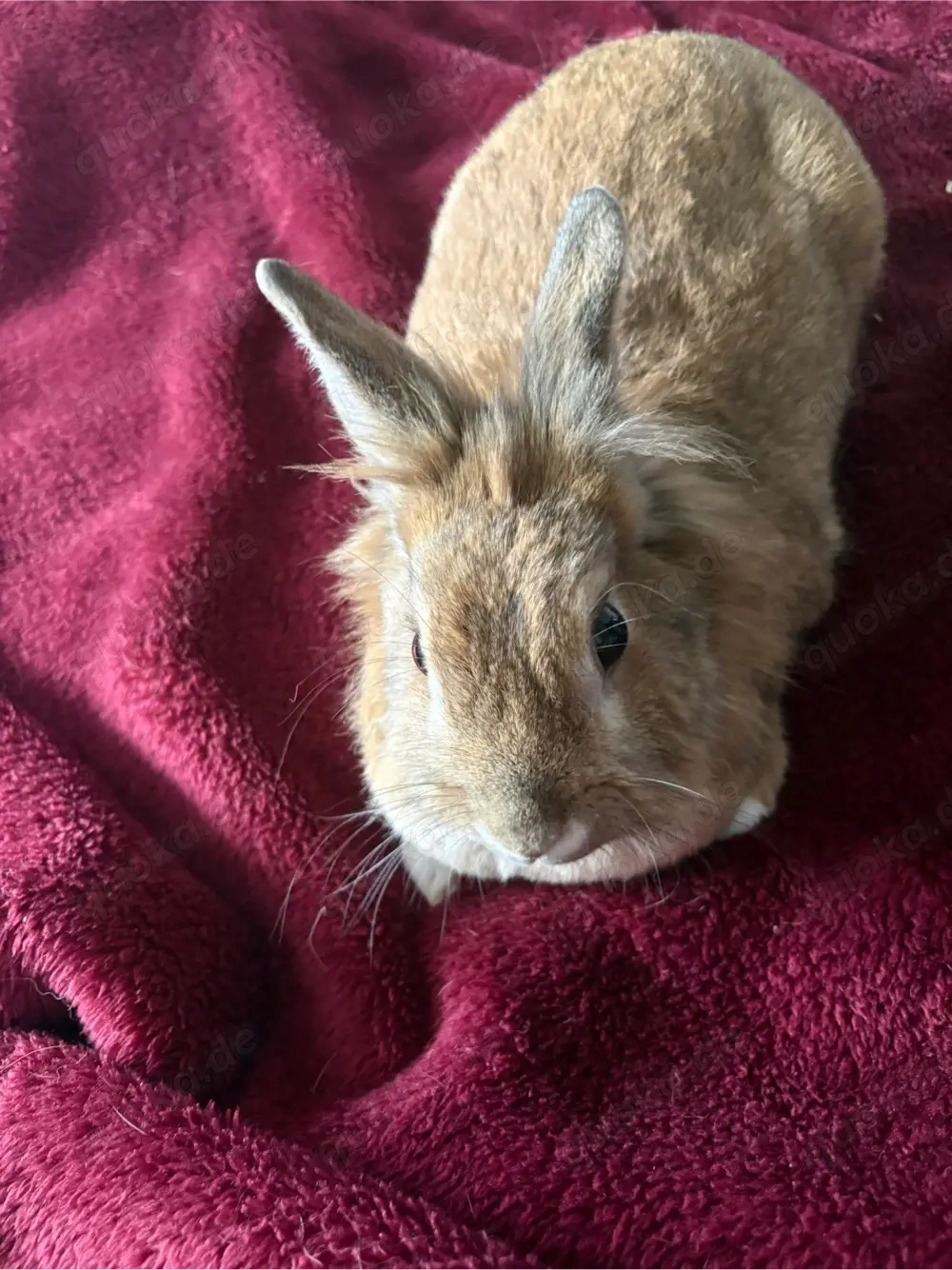Kaninchen Sucht dringend Ein Neues Zuhase KOSTENLOS 