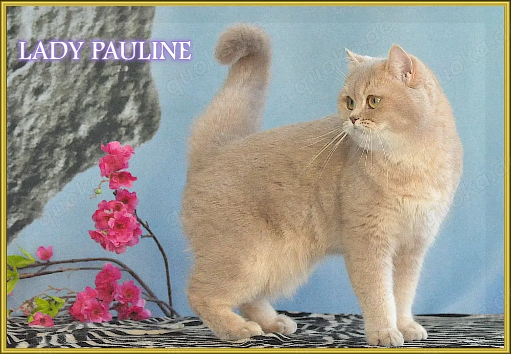 Wunderschöne Britisch Kurzhaar Katze Lady Paulina. Mit Stammbaum.