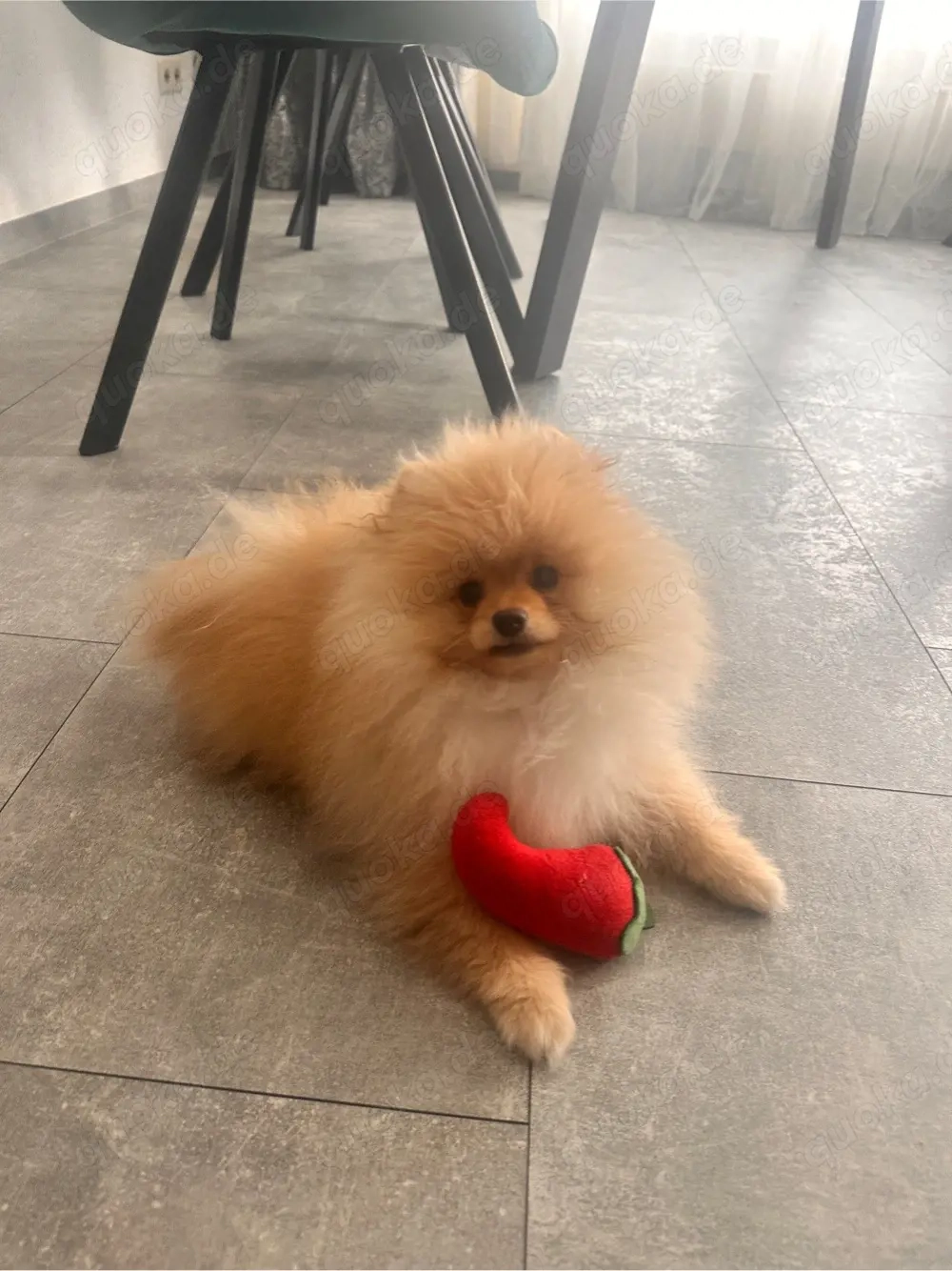 pomernian spitzhund abzugeben