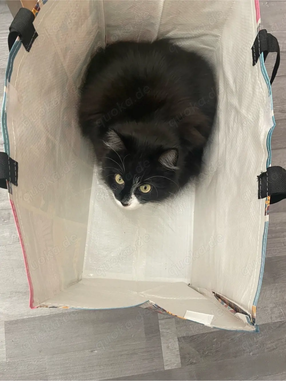 Mogli sucht ein neues zuhause 