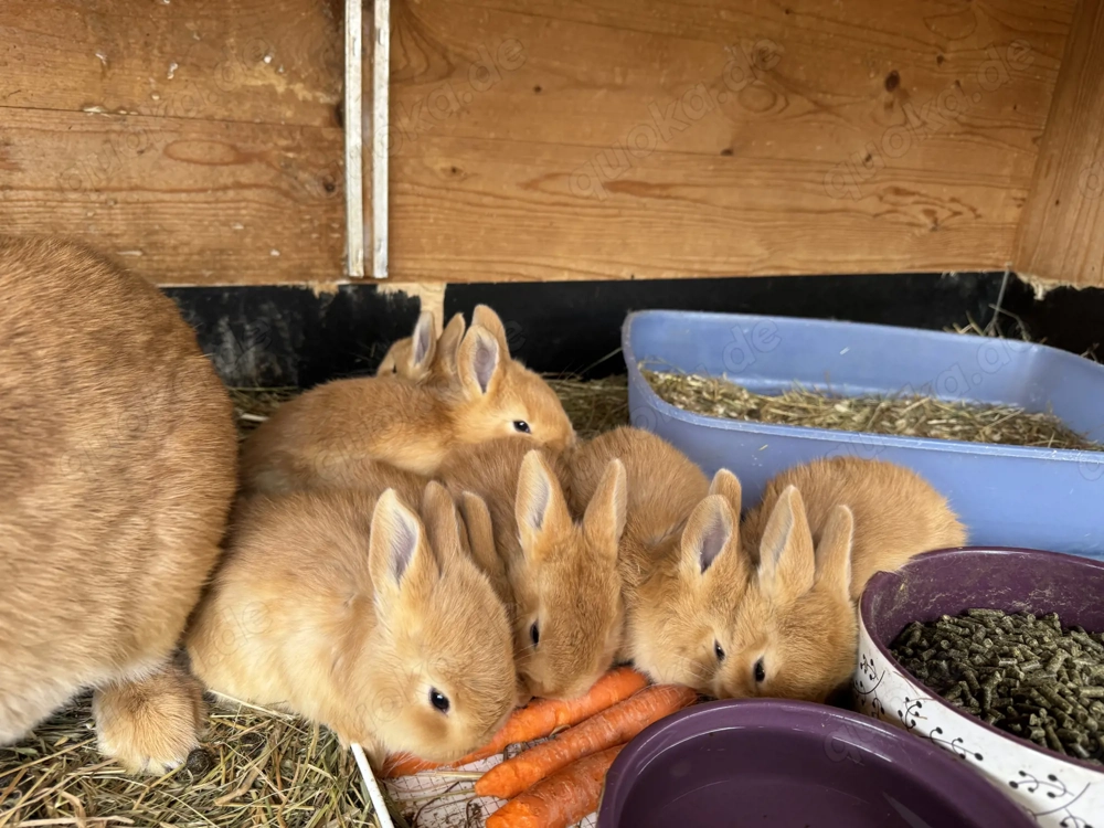Kaninchen Burgunder