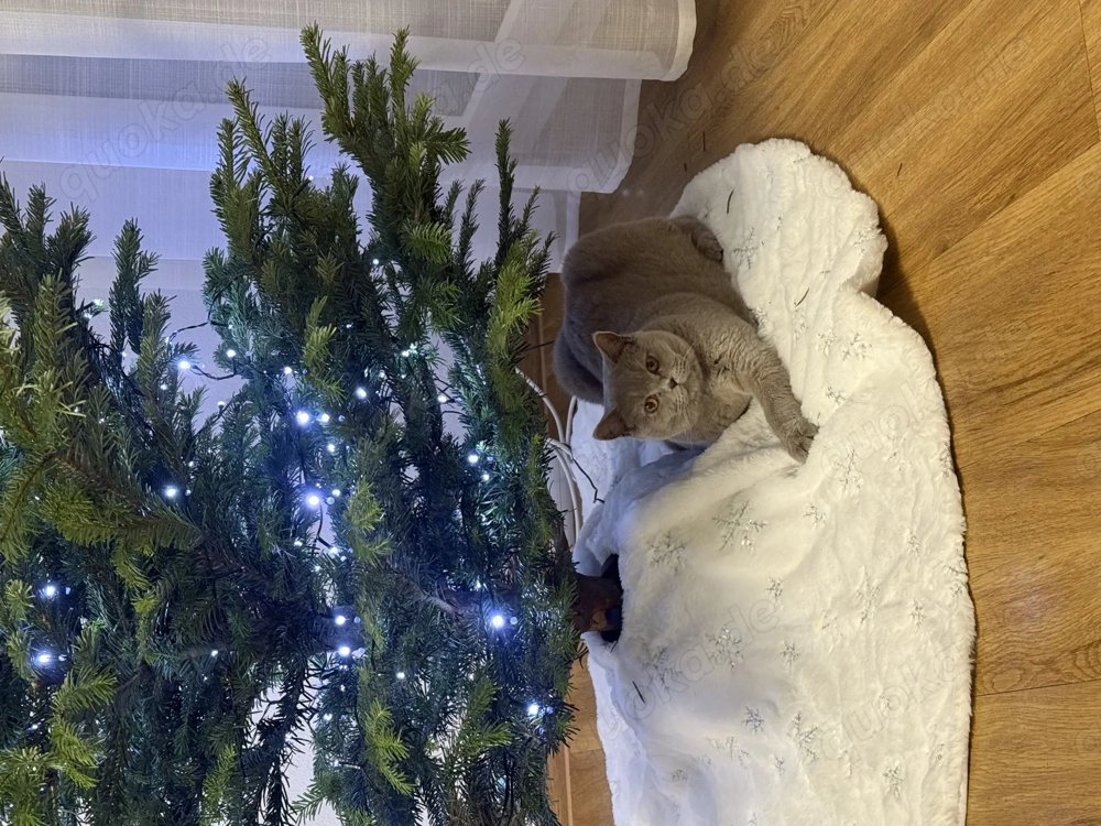 Britisch Kurzhaar Katze   12 Monate alt 