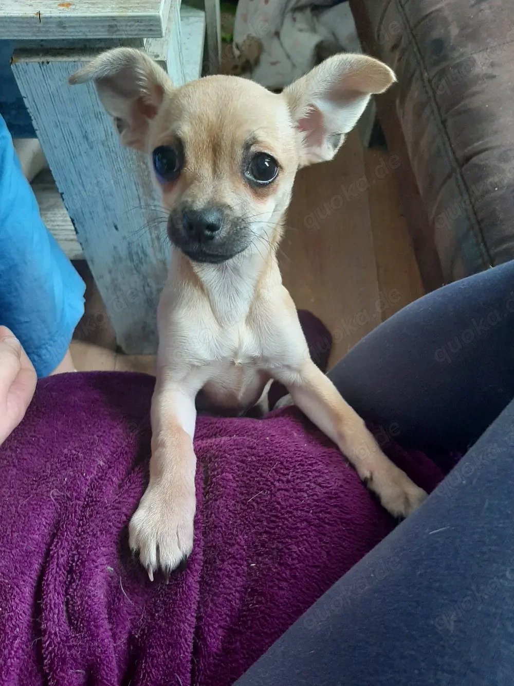 Reinrassige chihuahua welpen