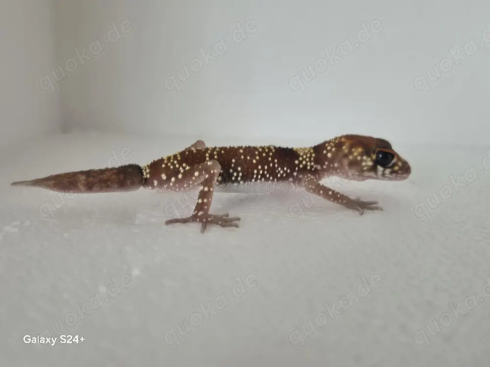 Underwoodsaurius Milli  Australischer Dickschwanzgecko 