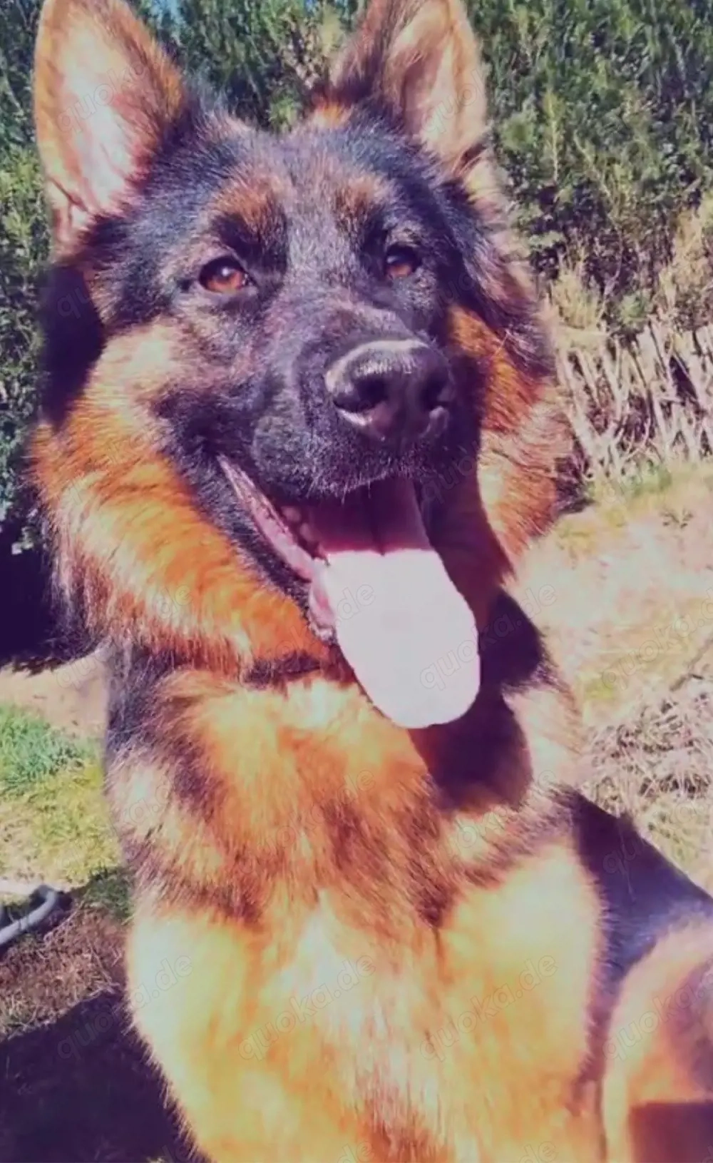 altdeutscher schäferhund 