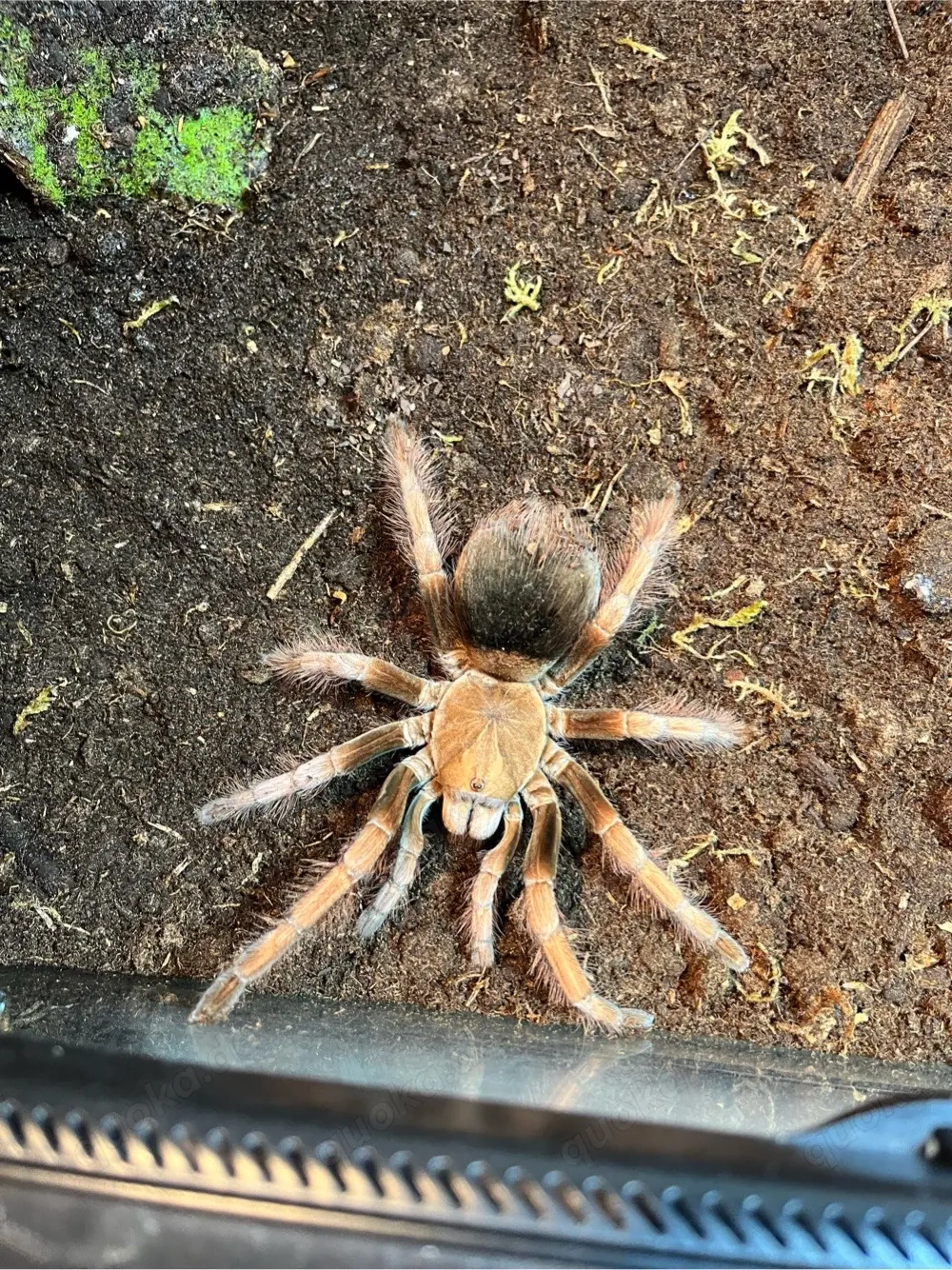 vogelspinne pamphobeteus 