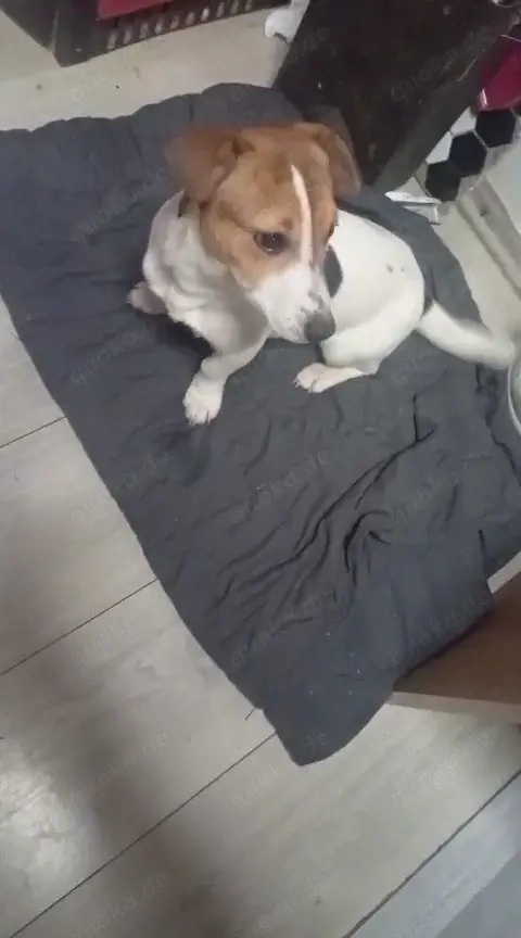 jackrussel Hündin 6 Monate 