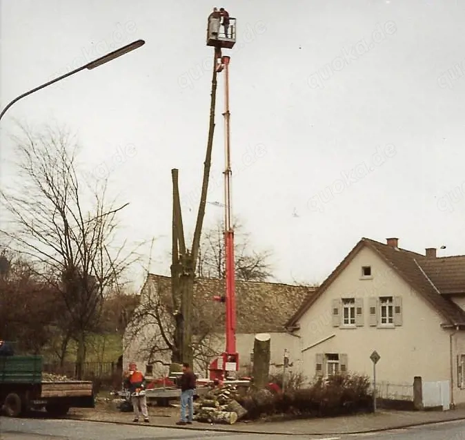 Frühlingssparpreise:Baumfällung, Sicherheitsfällung