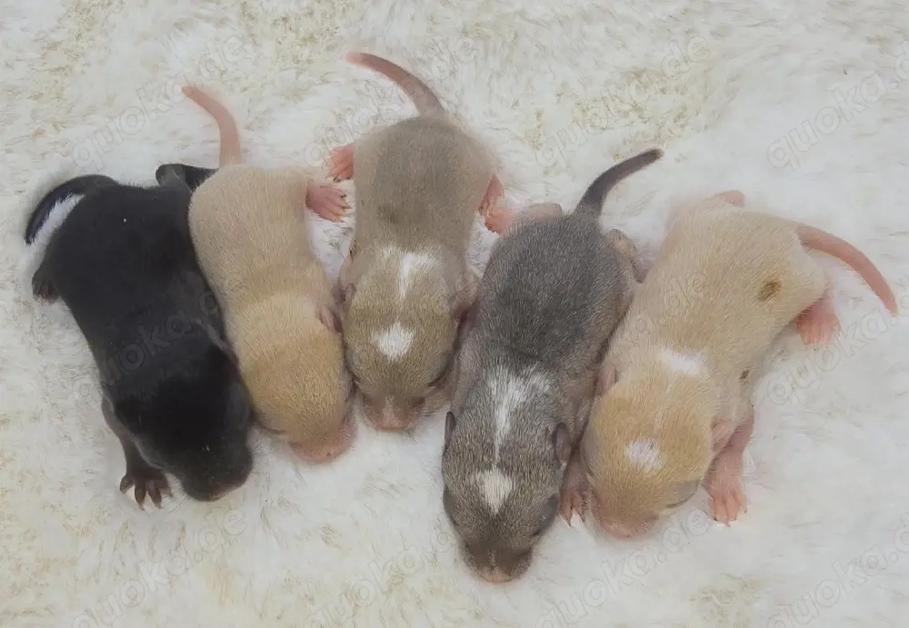 süsse rennmausbabys suchen dich 