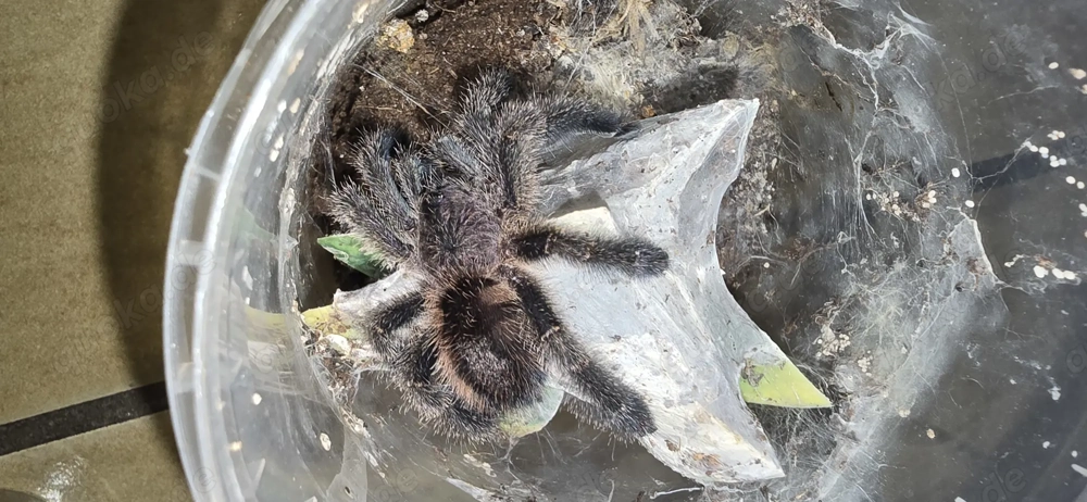 Ybyrapora diversipes