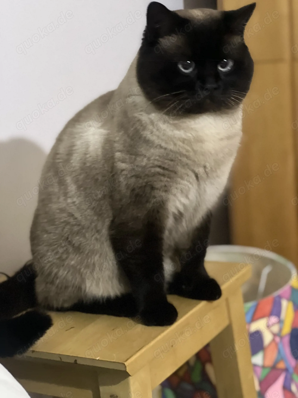 BKH Deckkater 