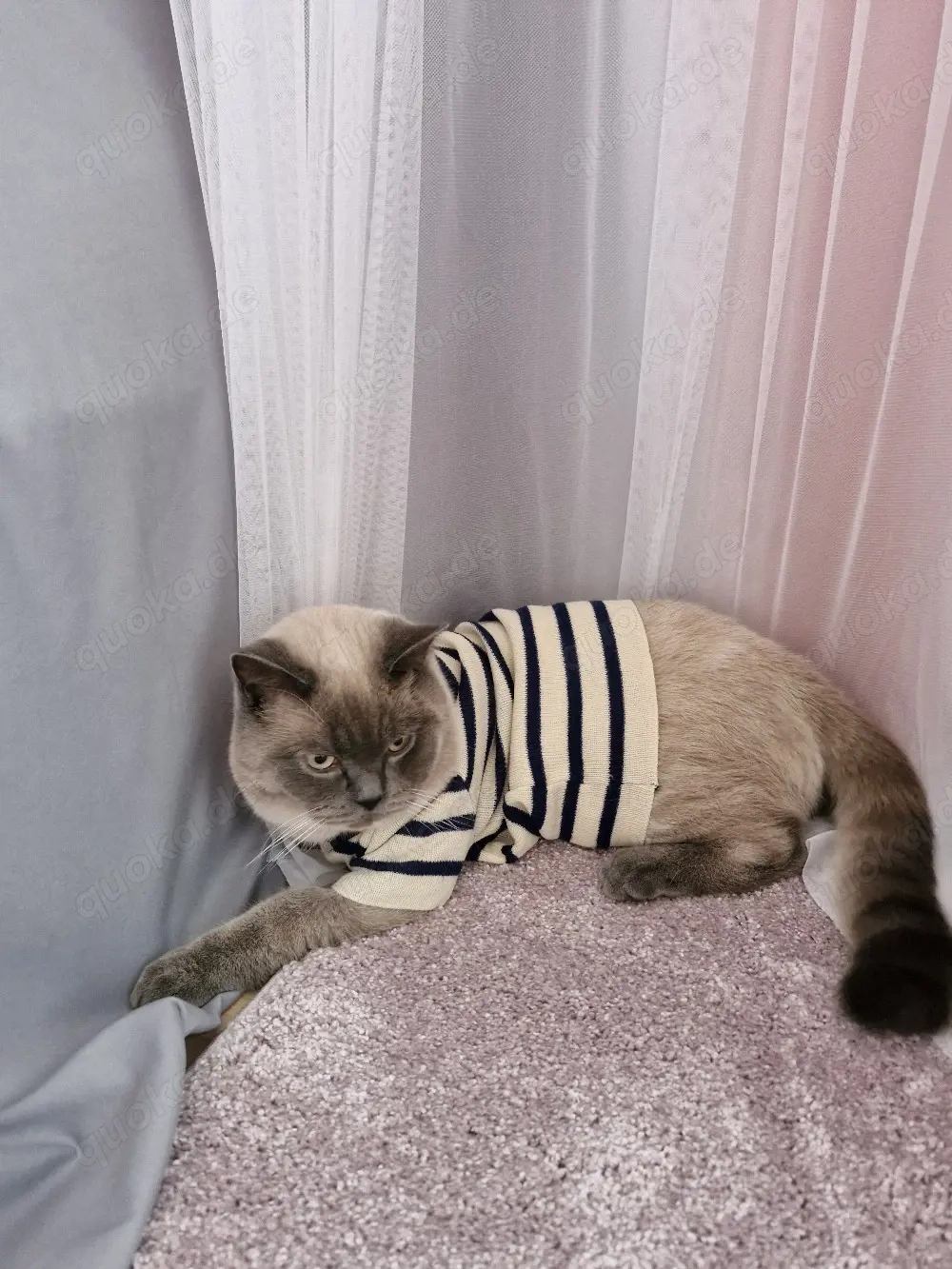 BKH Deckkater   Blue Point, geimpft & stubenrein