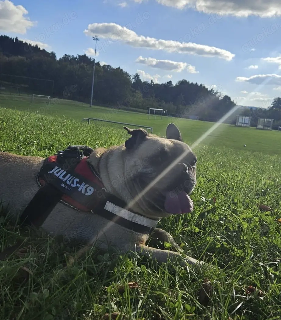 Bruno sucht ein neues Zuhause