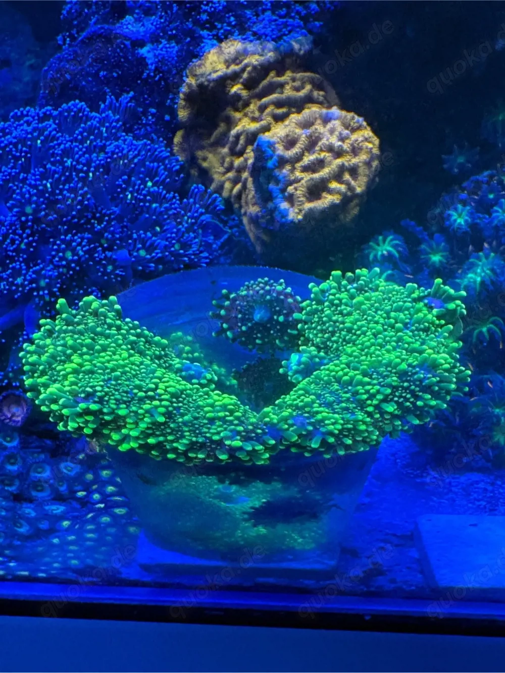 Korallen Ableger Ricordea Yuma Scheibenanemone