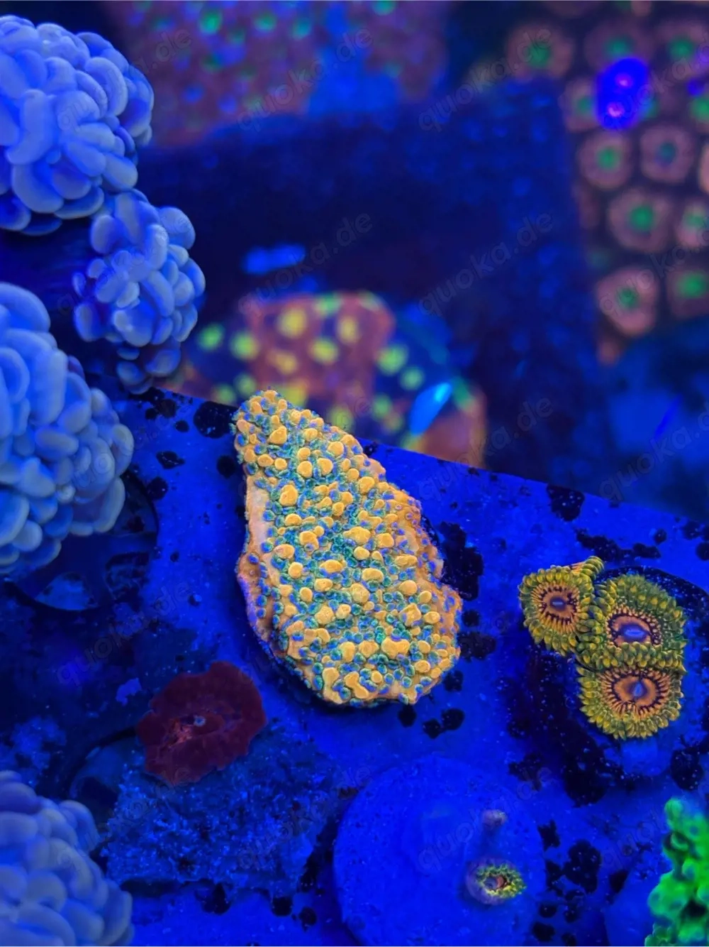 Korallen Ableger SPS Montipora Goldrush WYSIWYG