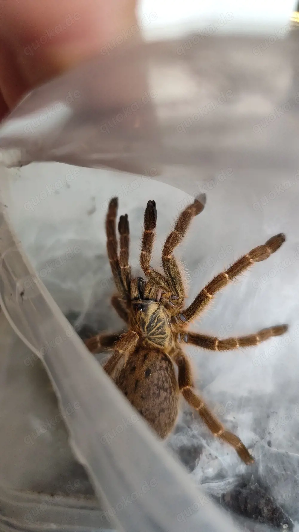 Pterinochilus murinus dcf kigoma Mädels 