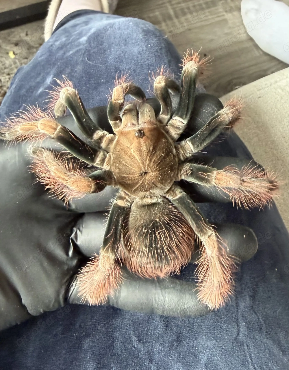 Verkaufe Vogelspinne Pamphobeteus sp. mascara Männchen