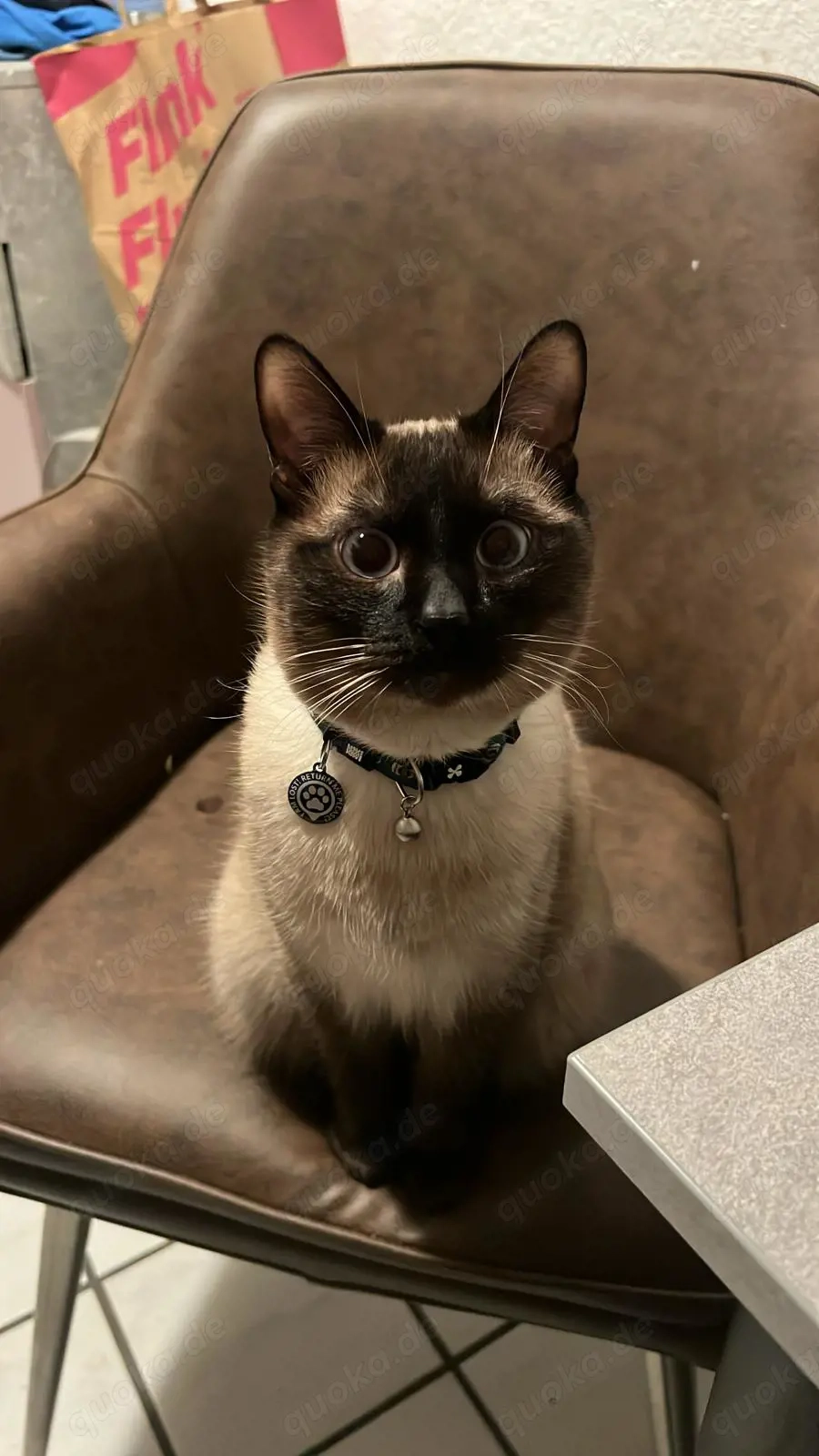 Traumhafter & gesprächiger Siam-Thai  Bali    kinderlieb   sucht neues Zuhause