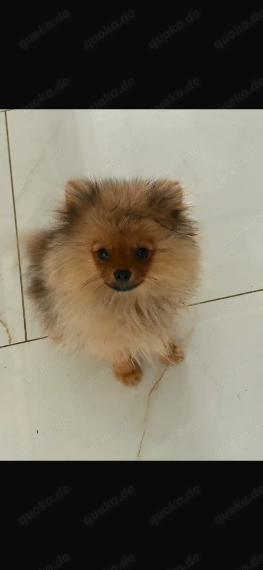 Pomeranian zu verkaufen 
