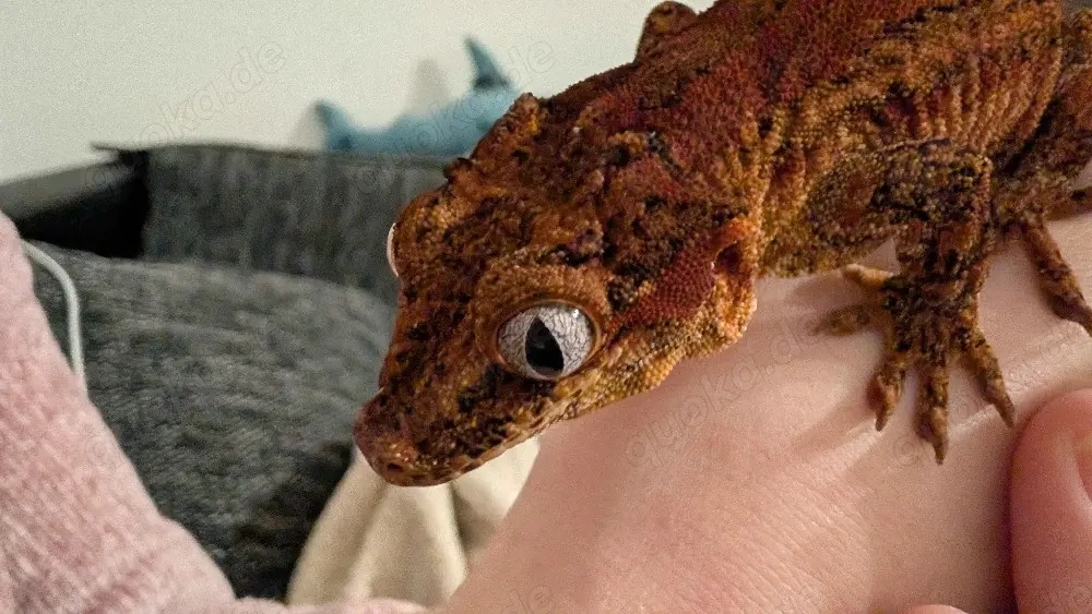 Höckerkopfgecko von 2020 1.0