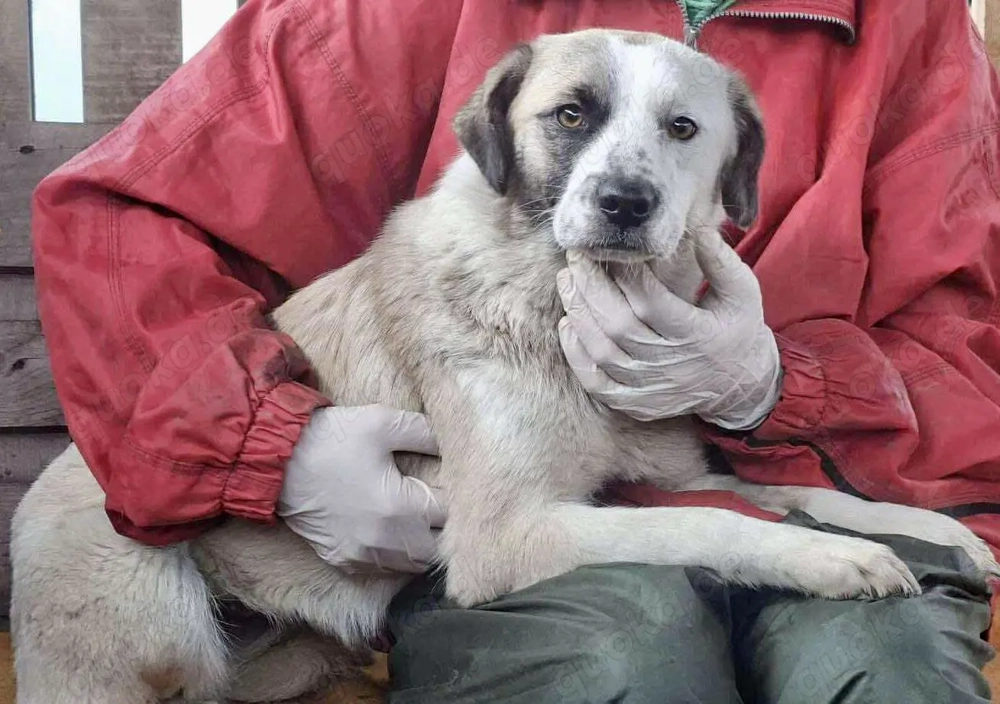 Hübsche Isi hofft auf ihre 2. Chance