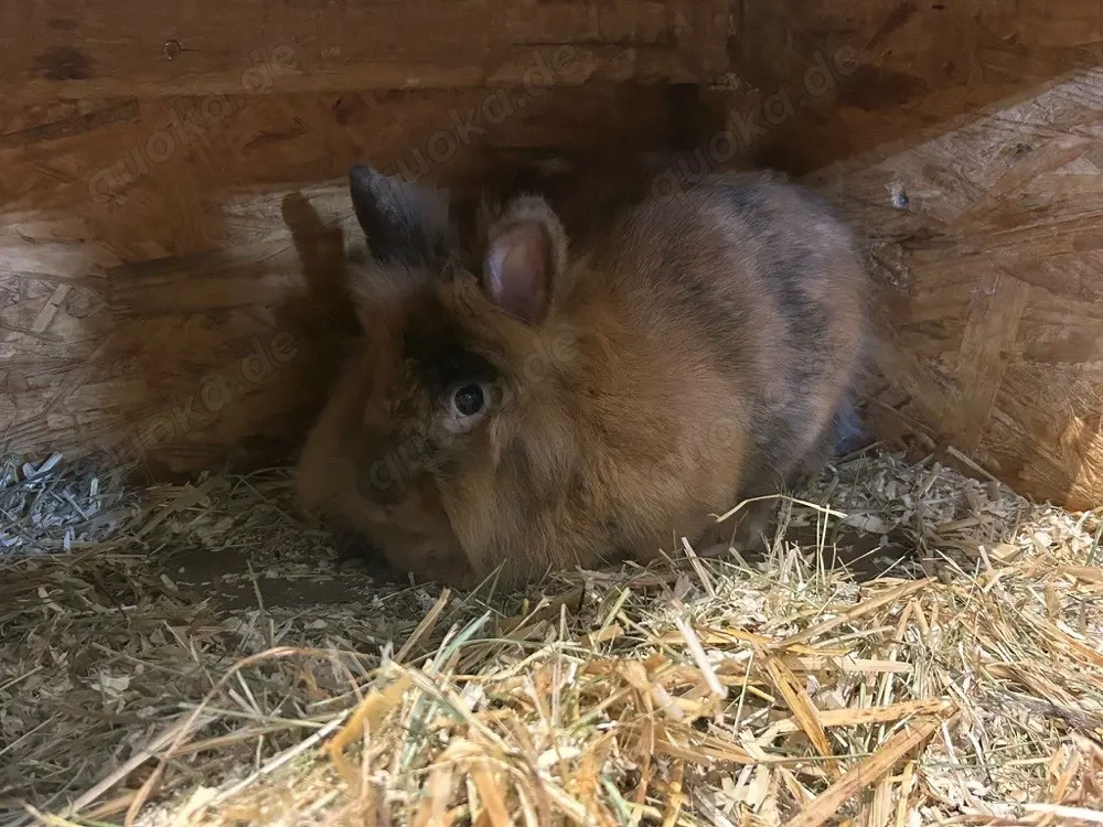 Männliche Zwergkaninchen Kastraten ca 8 Monate alt