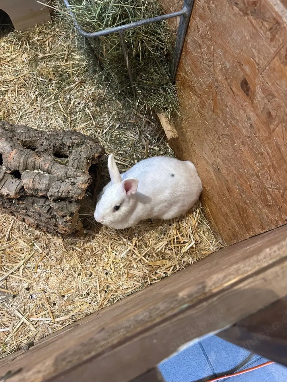 Weibliche Zwergkaninchen ca. 8 Monate alt