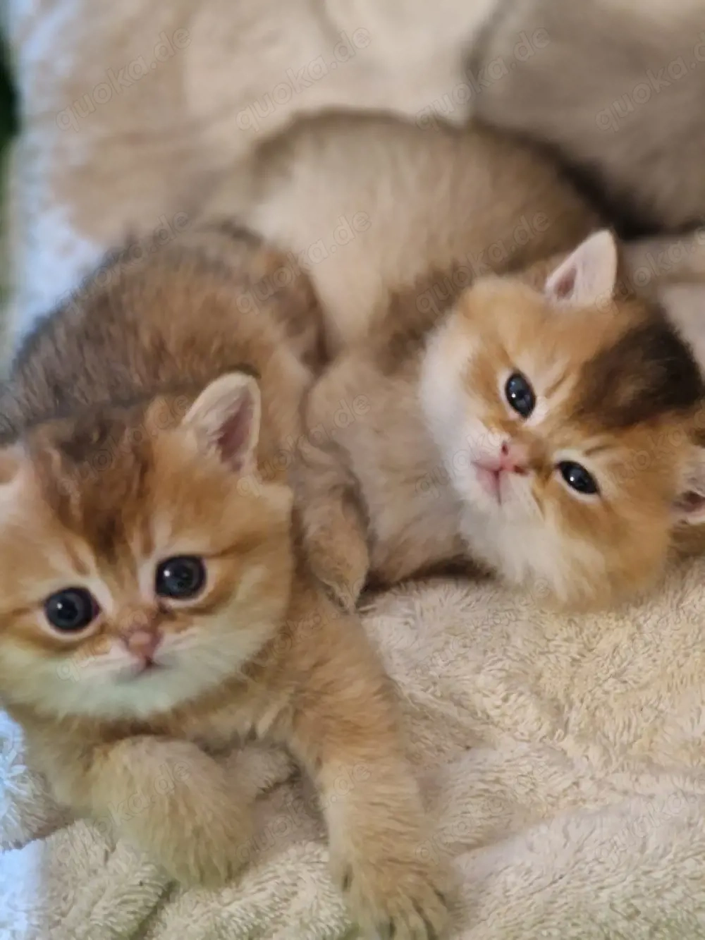 Britisch kurz Haare kitten 