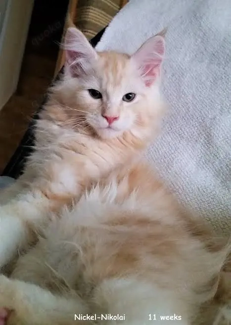 Bezaubernde Maine-Coon-Kätzchen