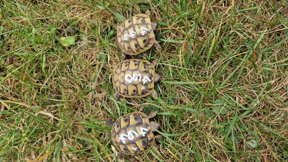 Griechische Landschildkröten