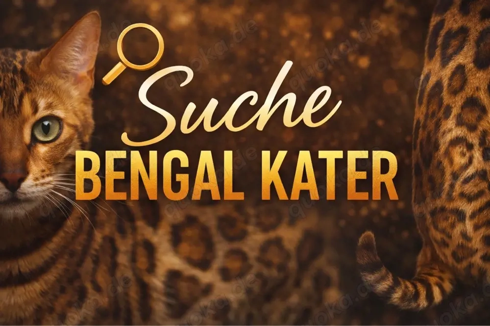 SUCHEN Reinrassiger Bengal Kitten (Kater)