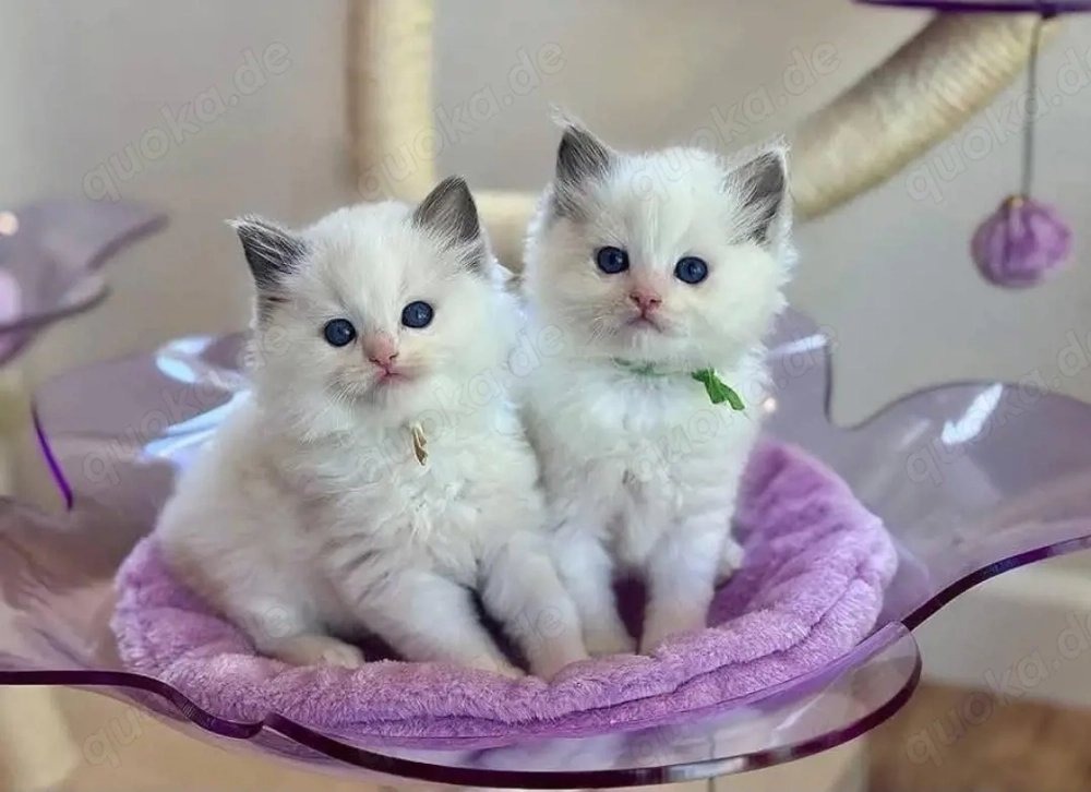 Ragdoll suche nach einem Ragdoll kitten weibchen !
