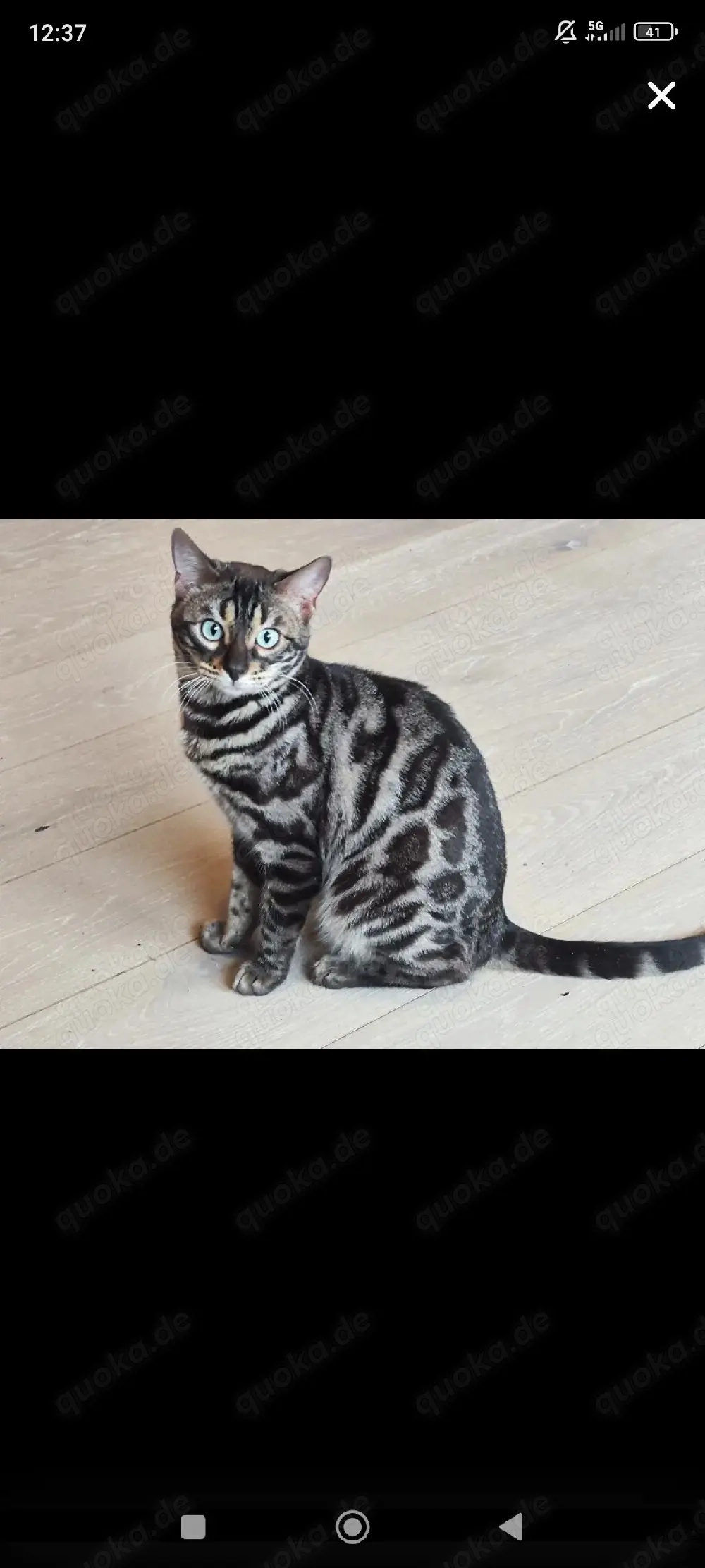 Reinrassiger Bengal Deckkater 