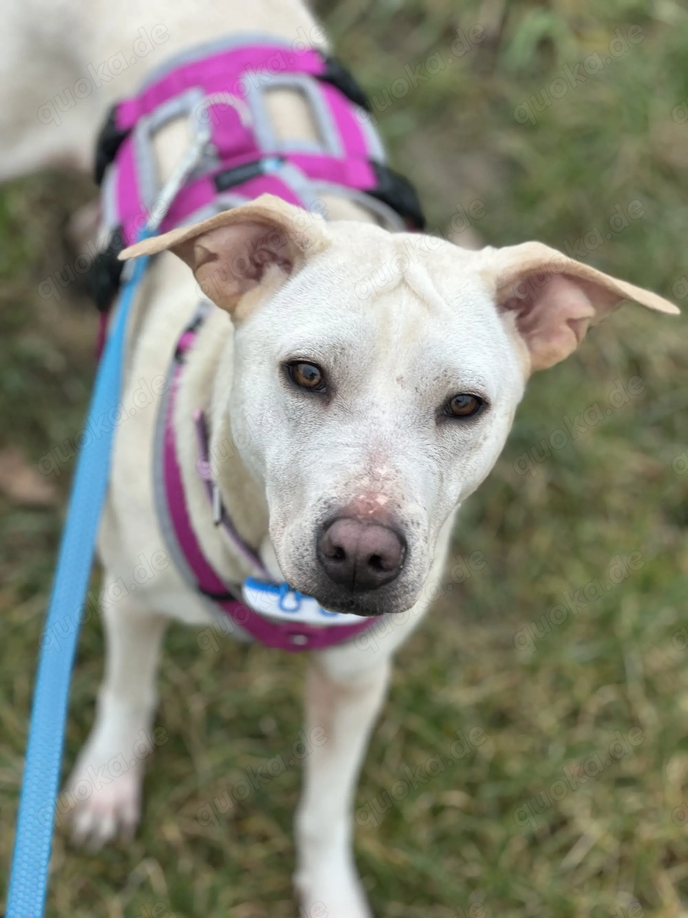 Stafford-Mix sucht erfahrene Hände