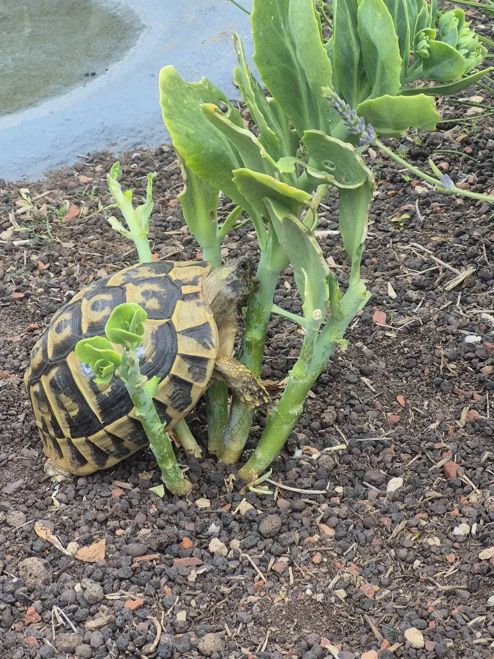 2 griechische Landschildkröten Nr.2 + Nr.22 