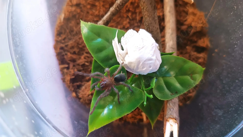 Aphonopelma seemanni Spinne