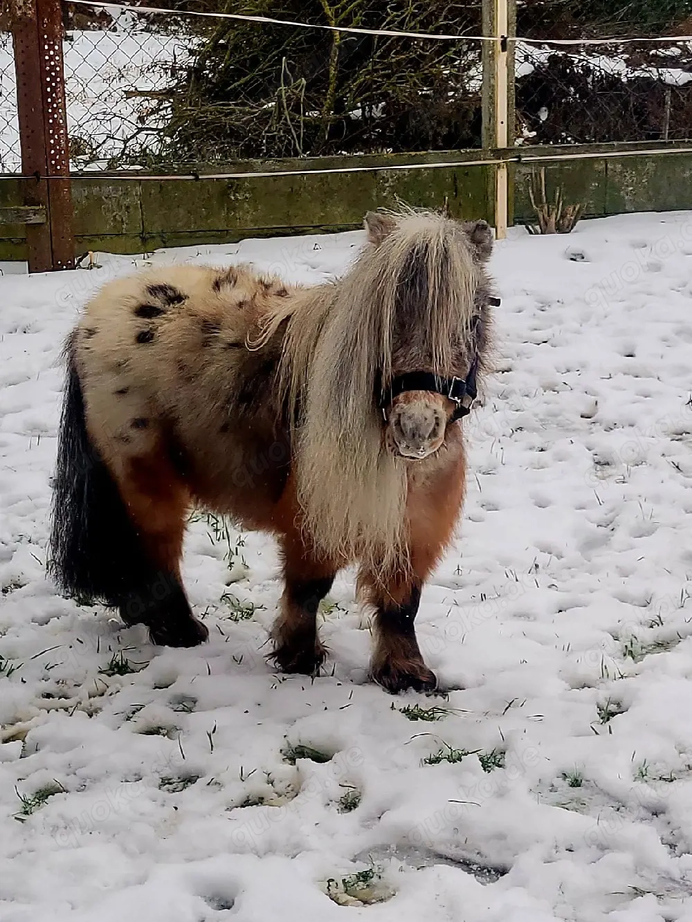 schicker Mini Hengst