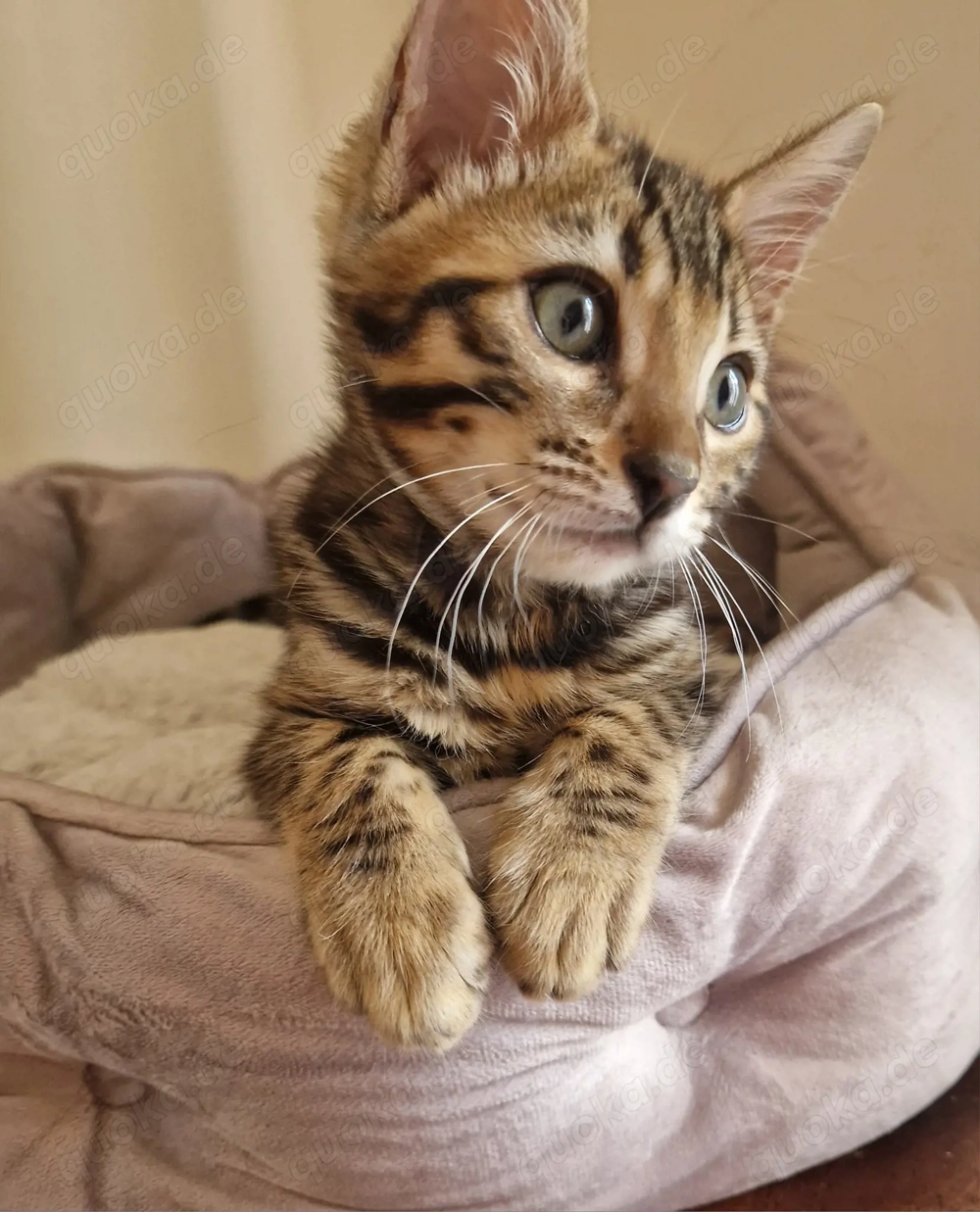 Außergewöhnliche und bezaubernde reinrassige Bengal-Kätzchen!!!  